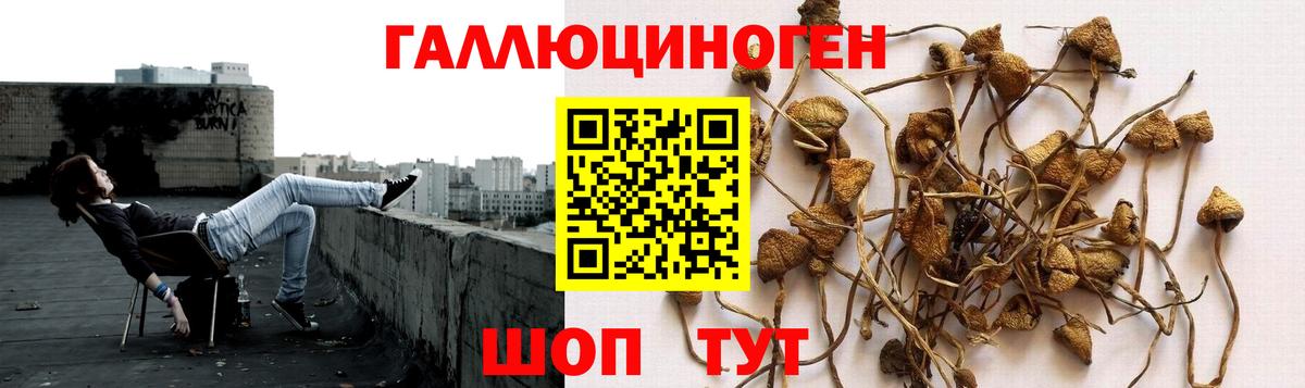 Галлюциногенные грибы Cubensis  Галлюциногенные грибы прущие грибы  Уссурийск  Вход с VPN 